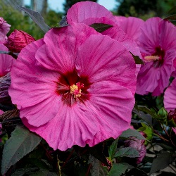 SUMMERIFIC® Berry Awesome Perennial Hibiscus, Hardy Hibiscus, Hibiscus x 'Berry Awesome'